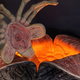 Illustration for article titled This Gigantic iAliens/i Egg Comes With a Life-Sized Facehugger Bursting Out of It